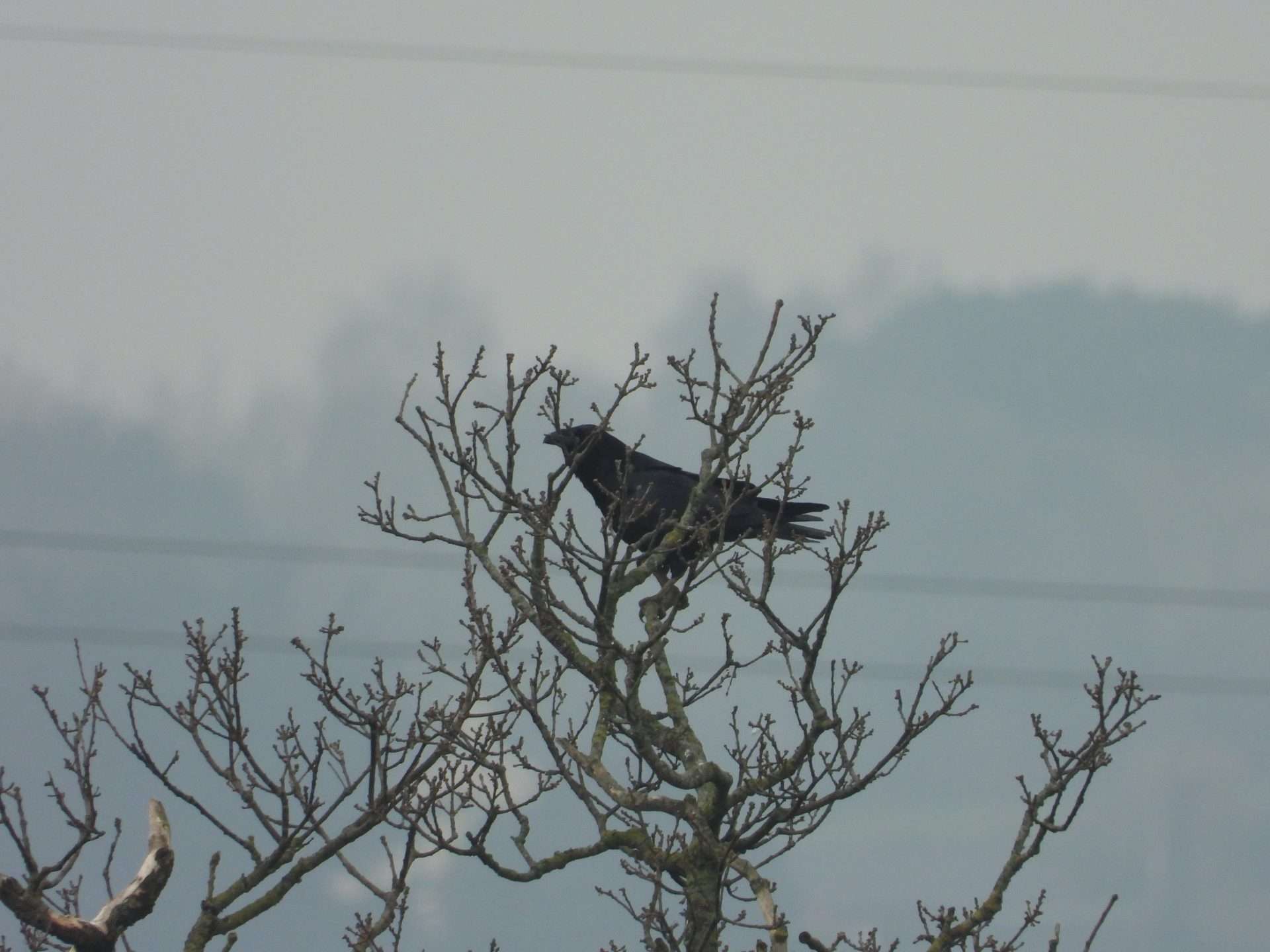 Raven by Kenneth Bradley at Exminster marshes RSPB