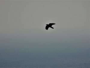 Raven at Labrador Bay RSPB by Kenneth Bradley on November 12 2022