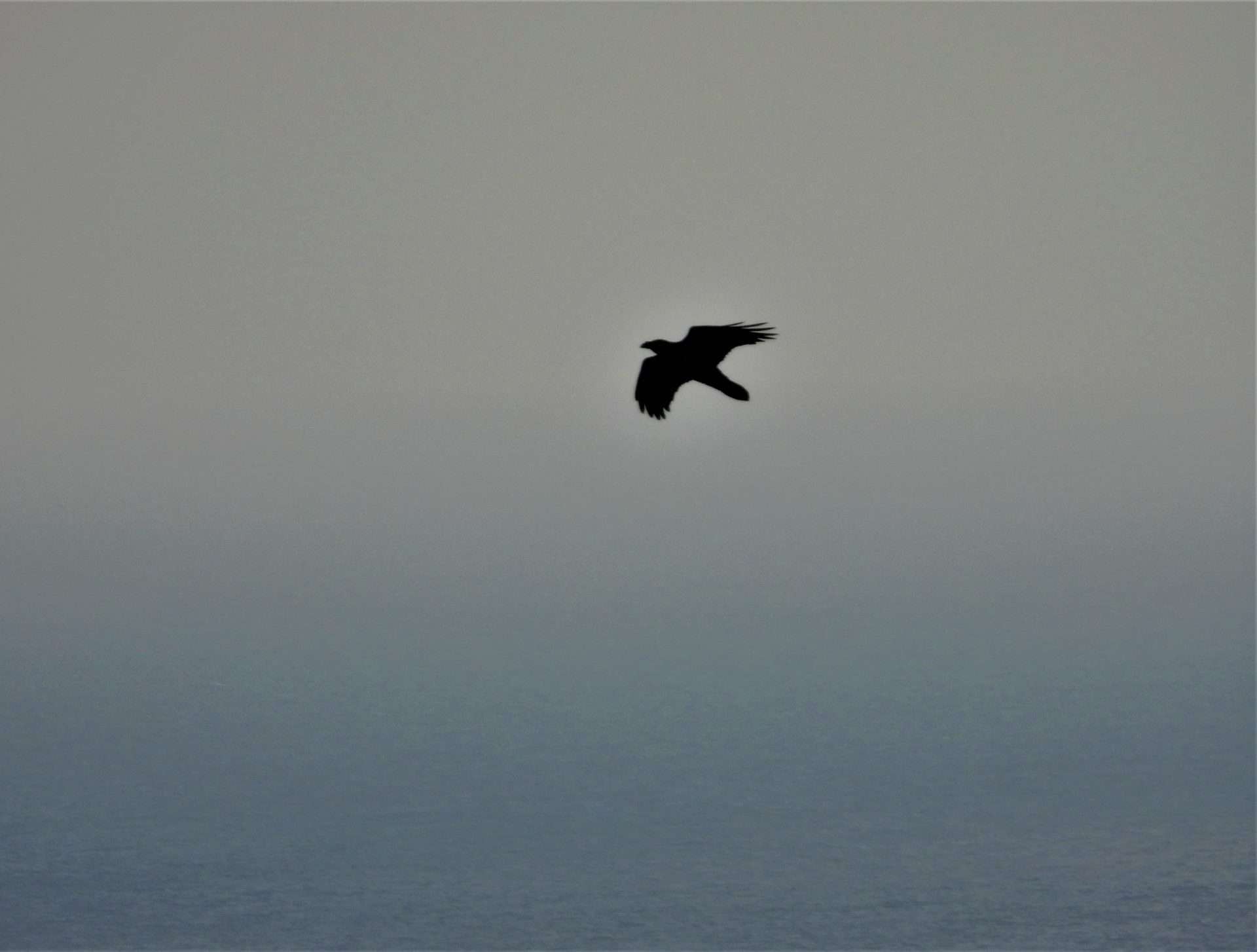 Raven by Kenneth Bradley at Labrador Bay RSPB
