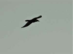 Raven at Labrador Bay RSPB by Kenneth Bradley on November 12 2022