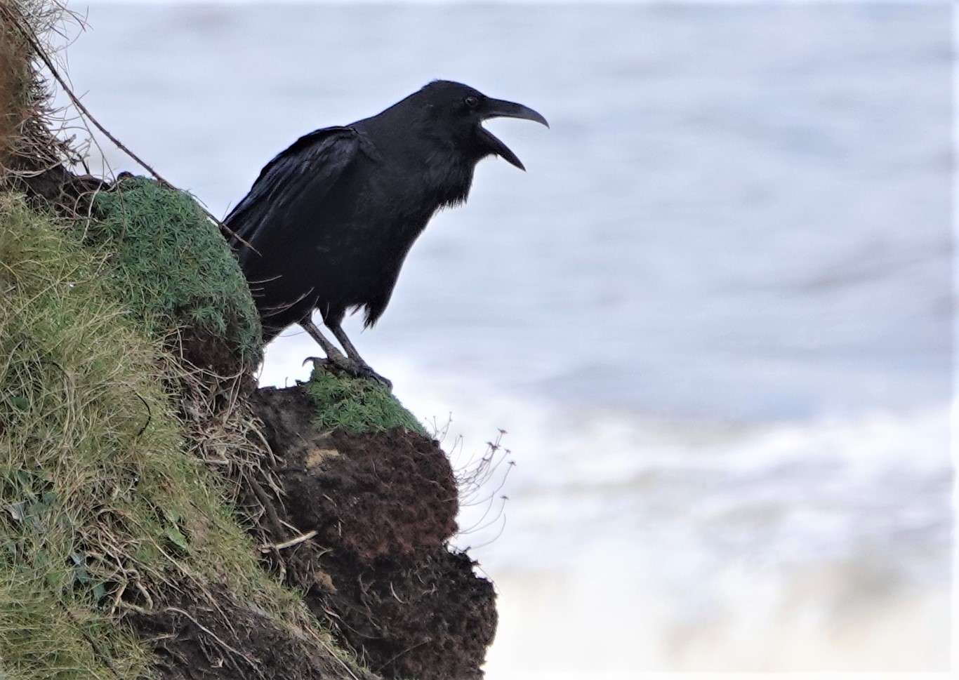 Raven by Paul Howrihane at Westward Ho