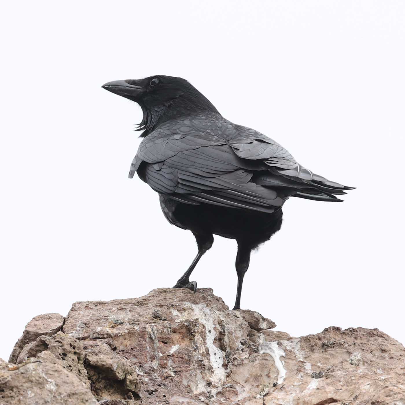 Raven by Steve Hopper at Berry Head