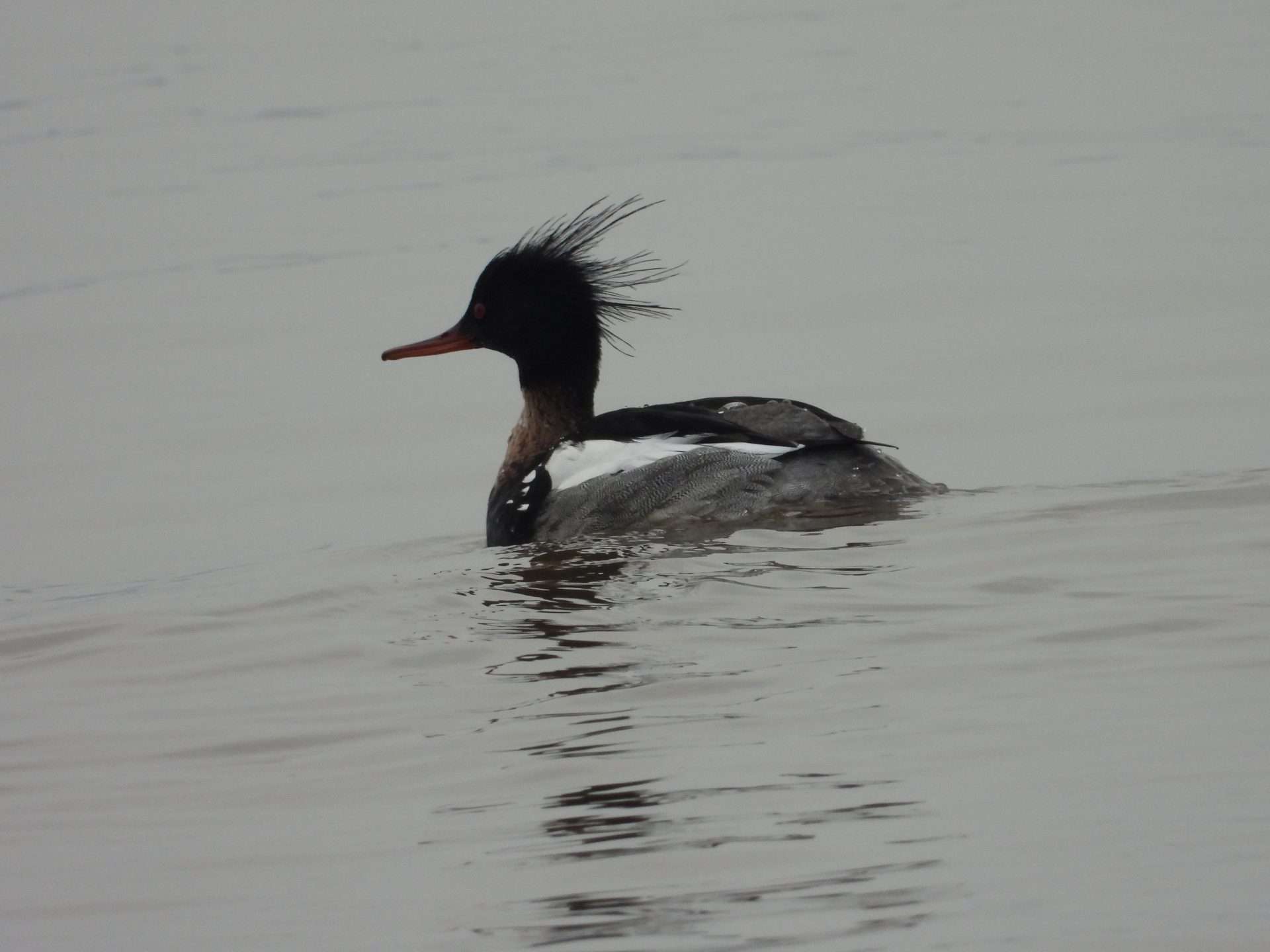 Red Breasted Merganser by Kenneth Bradley at Exminster marshes RSPB