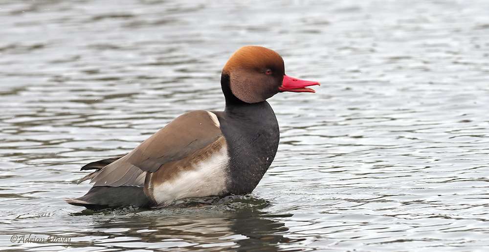 Red Crested Pochard by Adrian Davey at Wrafton Pond