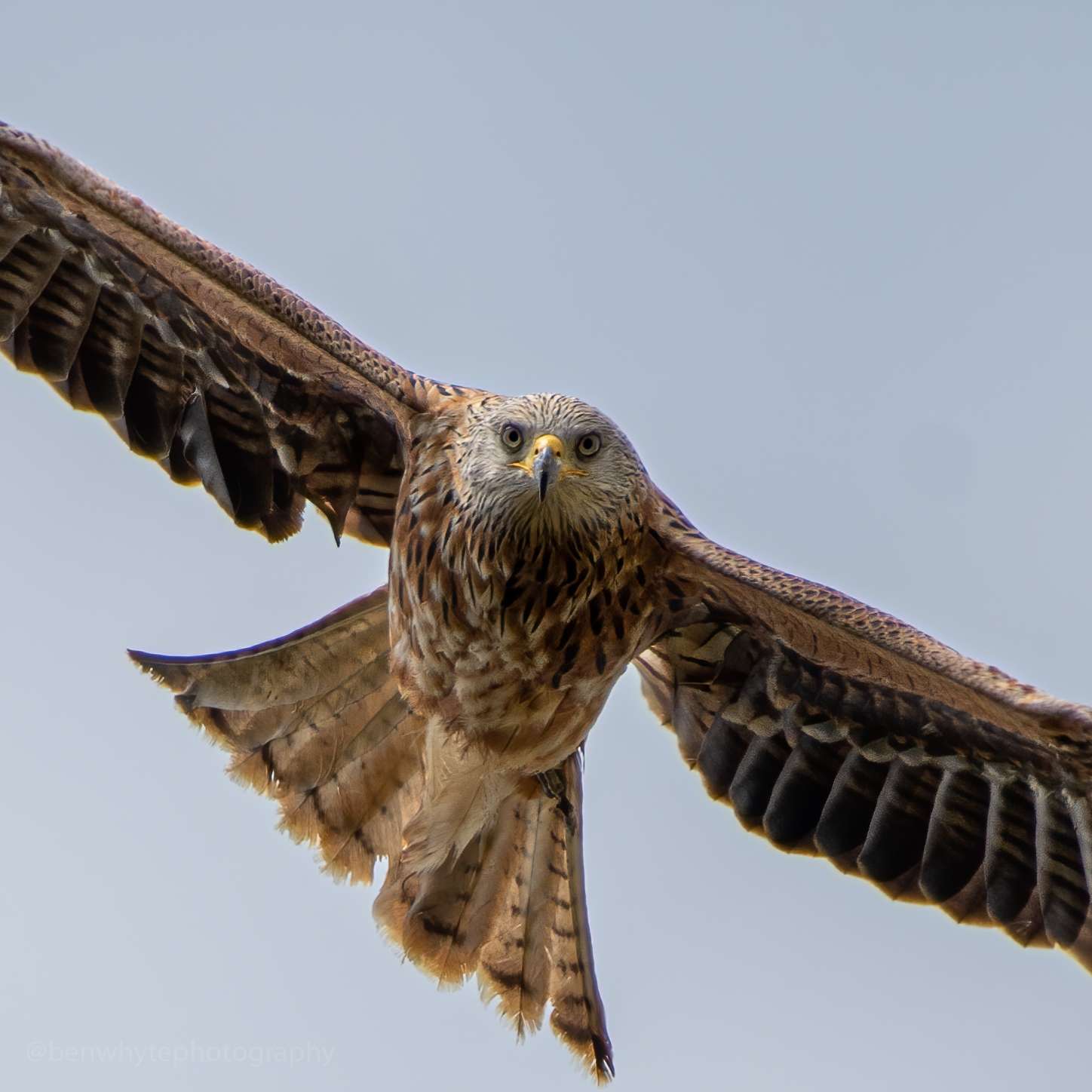 Red Kite by Benjamin Whyte at Maristow / on Rd. towards Lopwell Dam