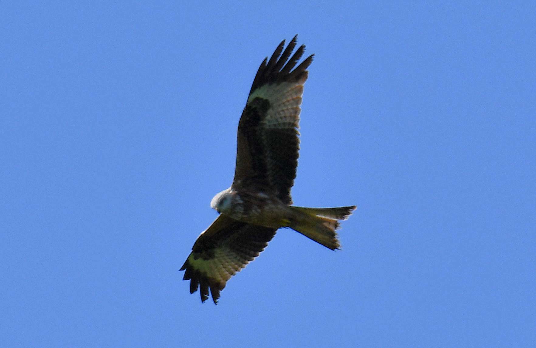 Red Kite by colin bray at Woodbury Common Devon
