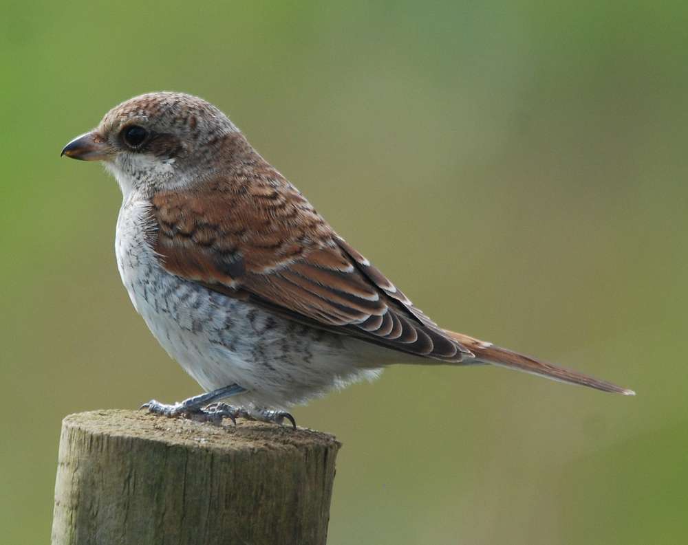 Red-backed Shrike by Pat Mayer at Prawle