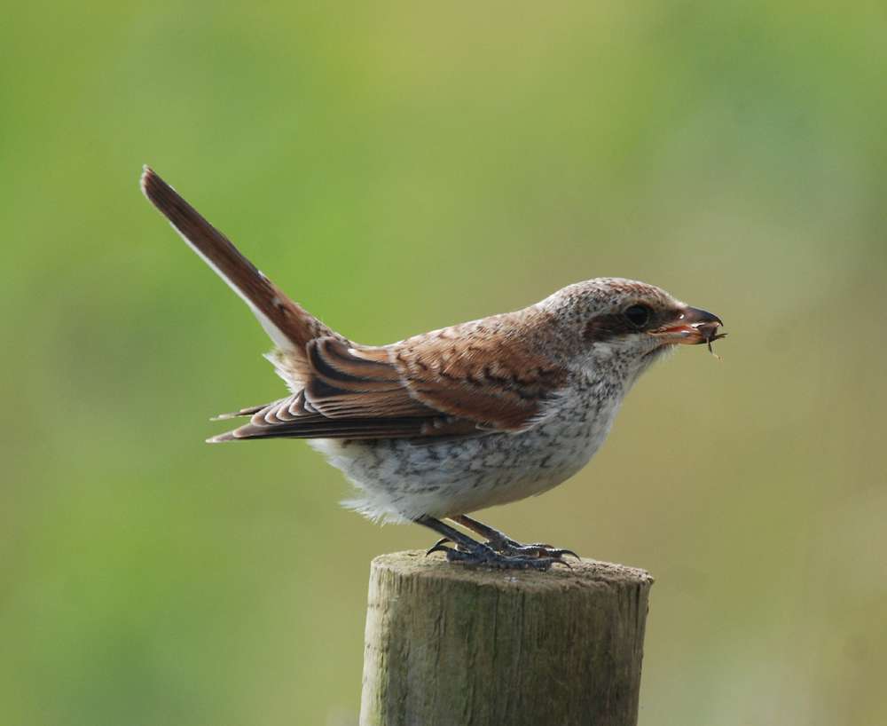 Red-backed Shrike by Pat Mayer at Prawle