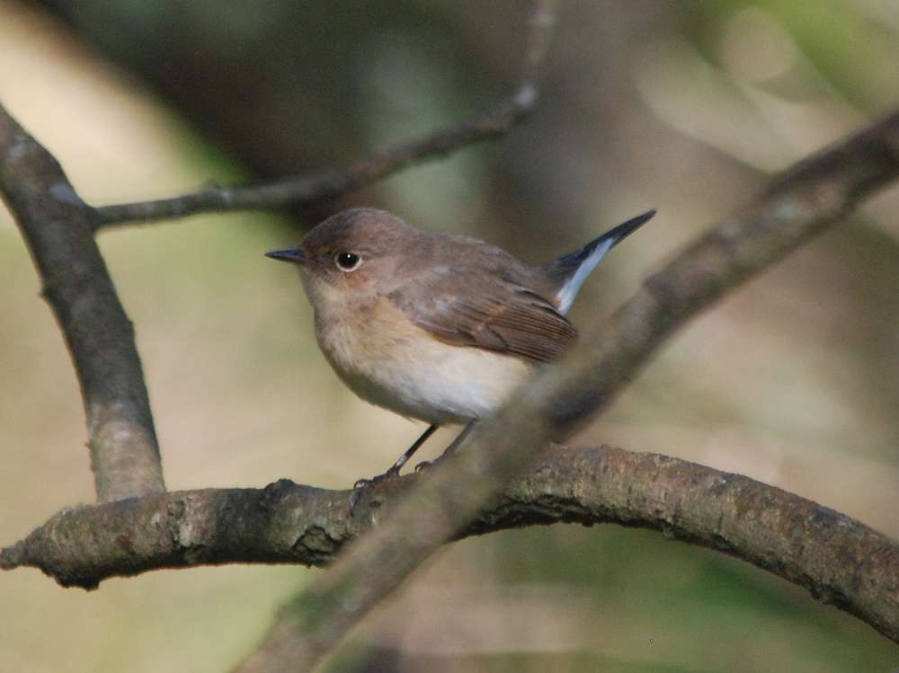 Red-breasted Flycatcher by Pat Mayer at Prawle