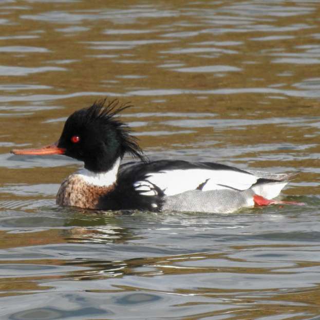 Red-breasted Merganser by Emma Whitton at River Valley Country Park