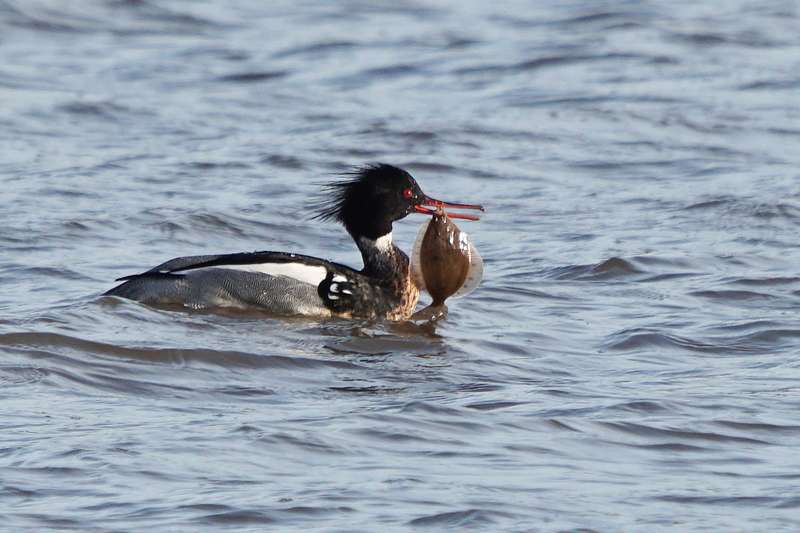 Red-breasted Merganser by Keith McGinn at River Teign