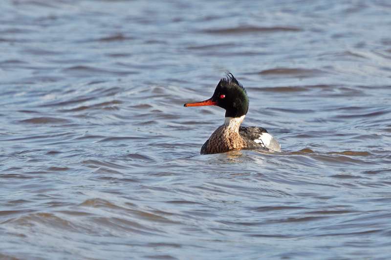 Red-breasted Merganser by Keith McGinn at River Teign