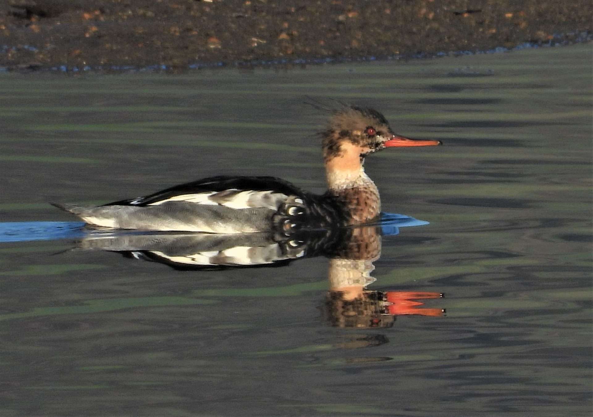 Red breasted merganser by Kenneth at Combe cellars