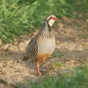 Red-legged Partridge at Prawle by Pat Mayer on December 31 2001