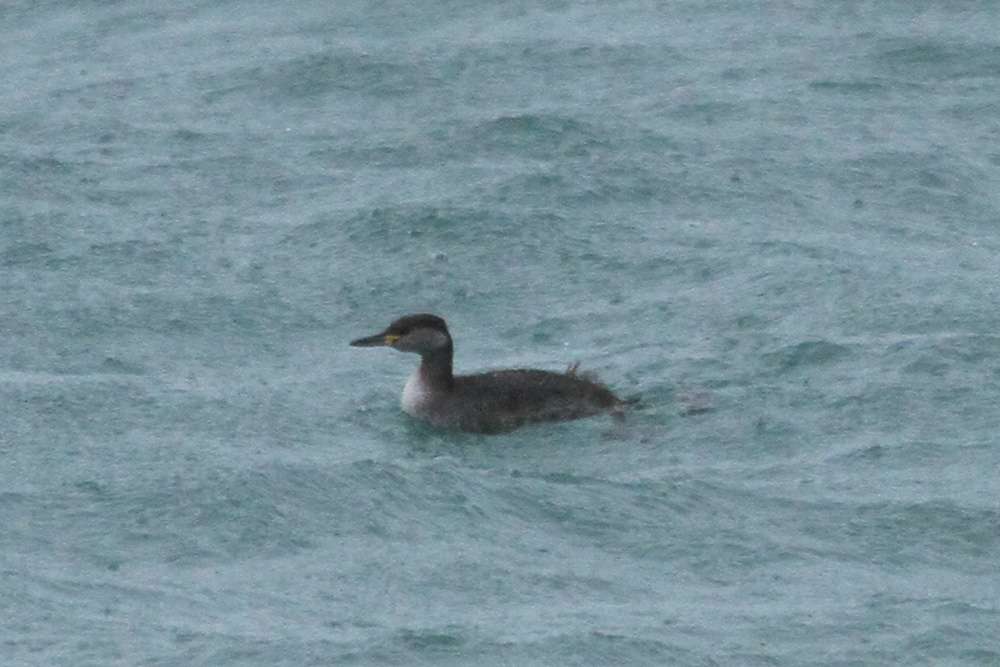 Red-necked Grebe by Chris Protor at Torbay