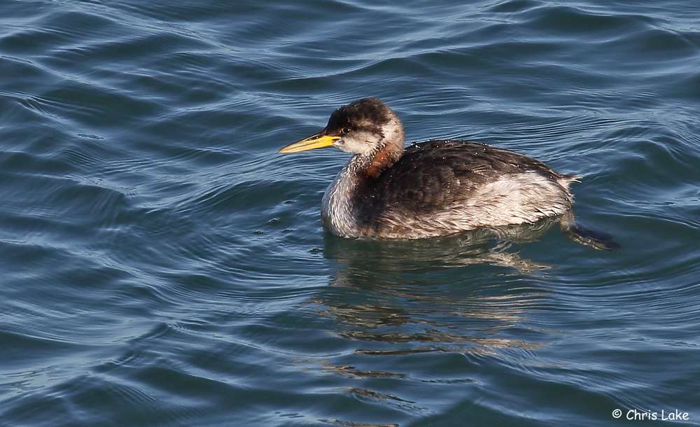 Red-necked Grebe by Christopher Lake at Broadsands