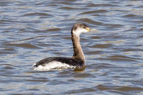 Red-necked Grebe by Geoff Campbell at Beesands