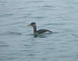 Red-necked Grebe at Broadsands by Mike Langman on February 7 2013