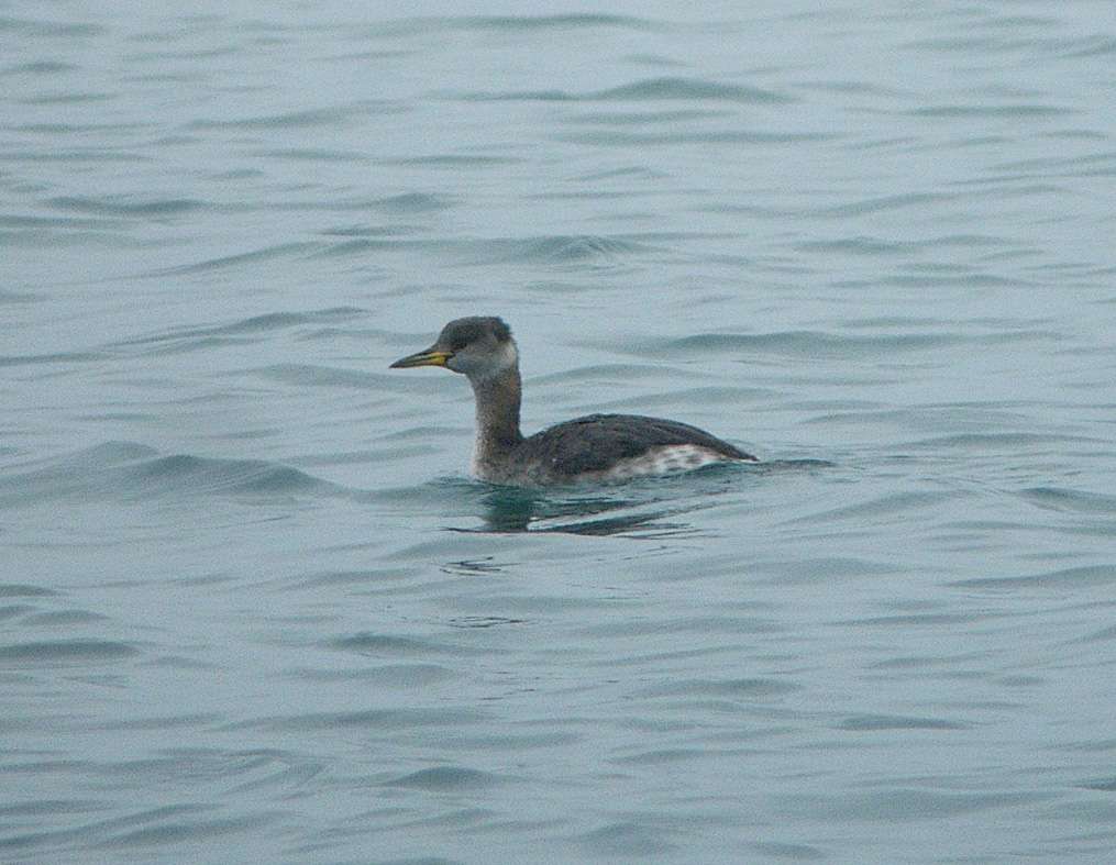 Red-necked Grebe by Mike Langman at Broadsands