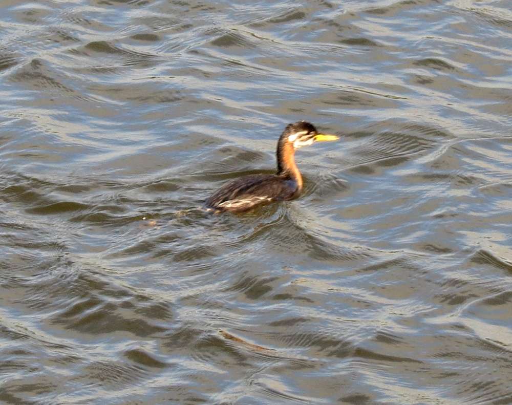 Red-necked Grebe by Rod Mudge at Lower Tamar Lake