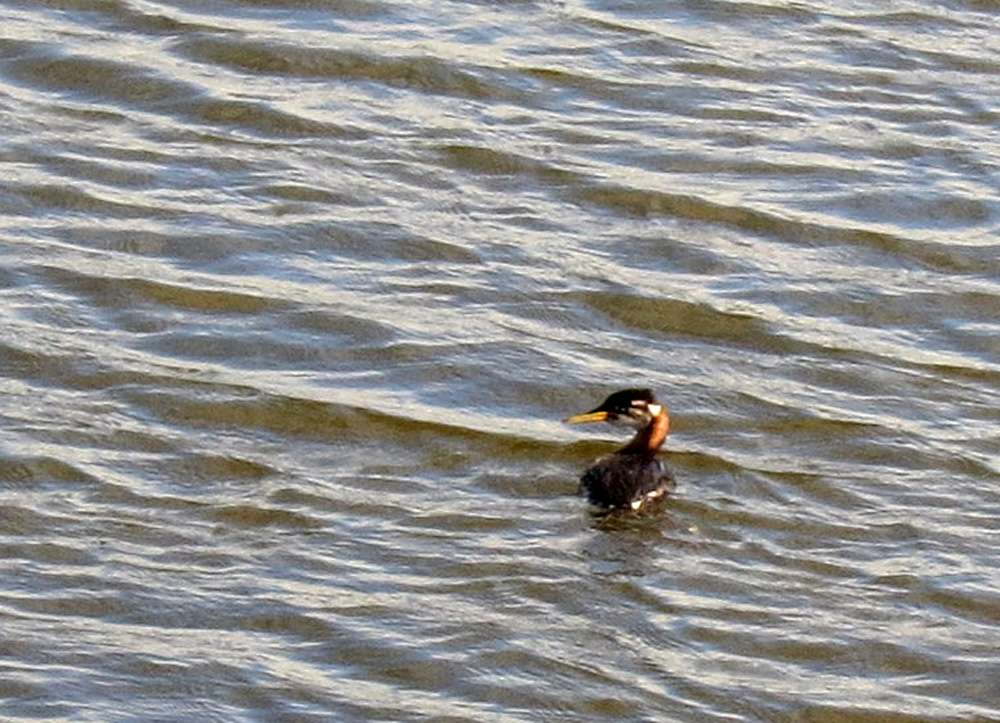Red-necked Grebe by Rod Mudge at Lower Tamar Lake