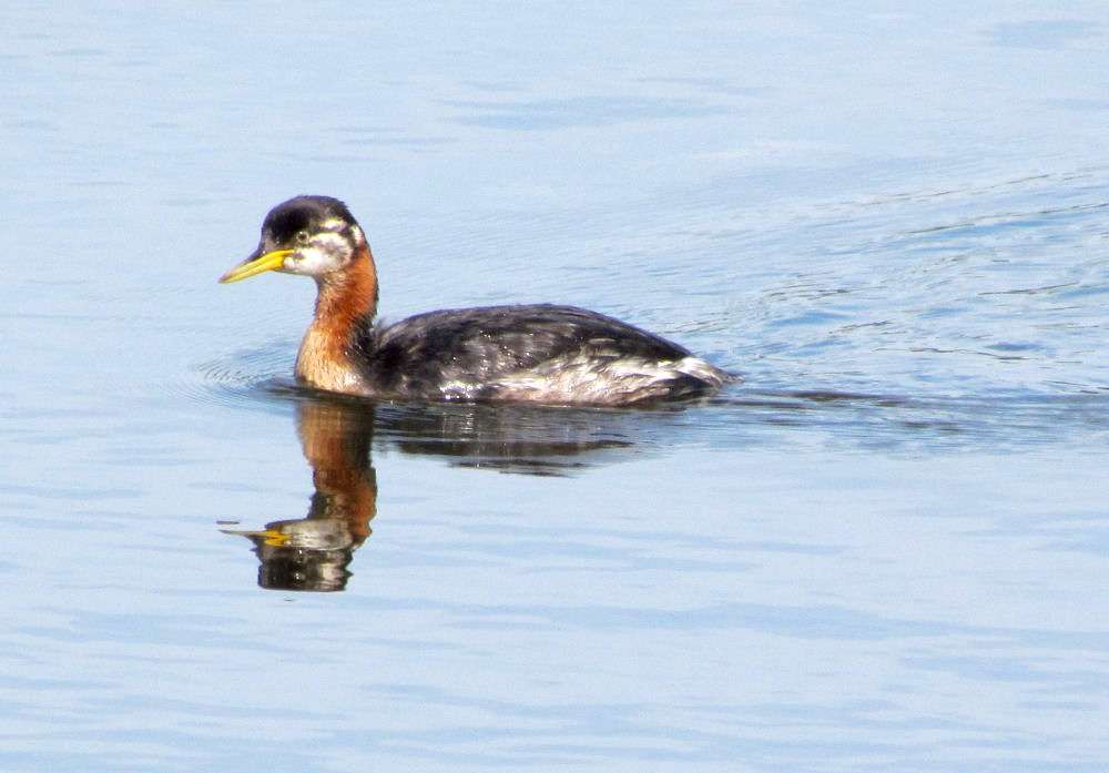 Red-necked Grebe by Tony Brooking at Lower Tamar Lake