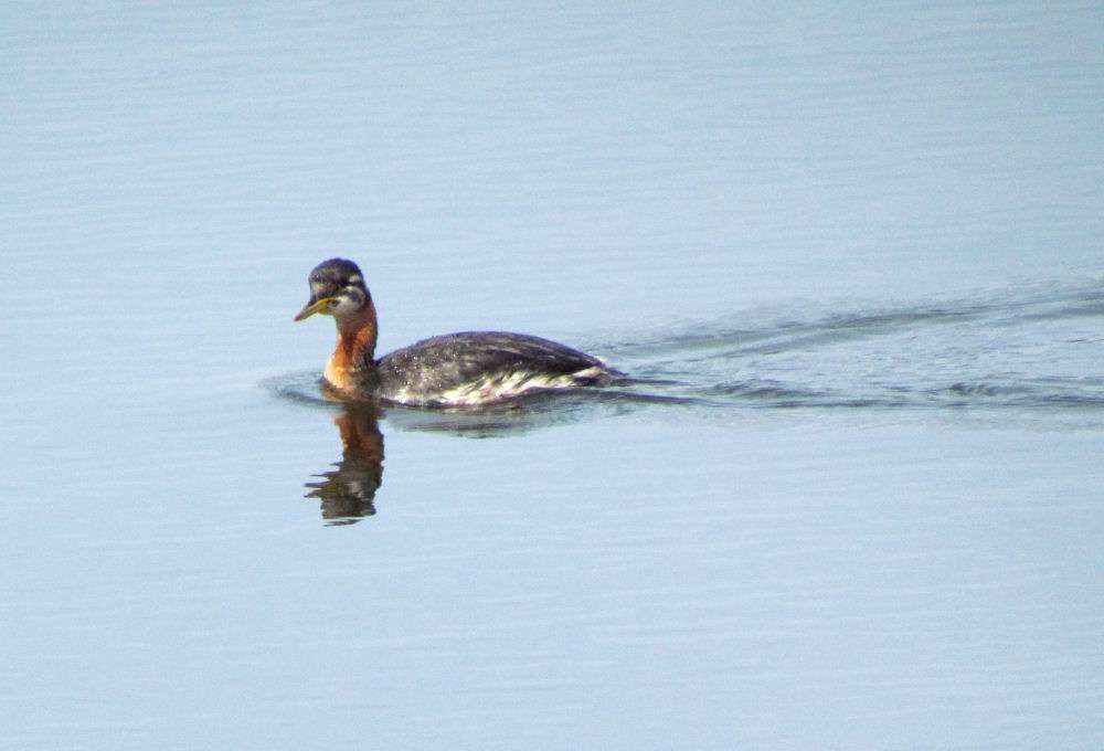 Red-necked Grebe by Tony Brooking at Lower Tamar Lake