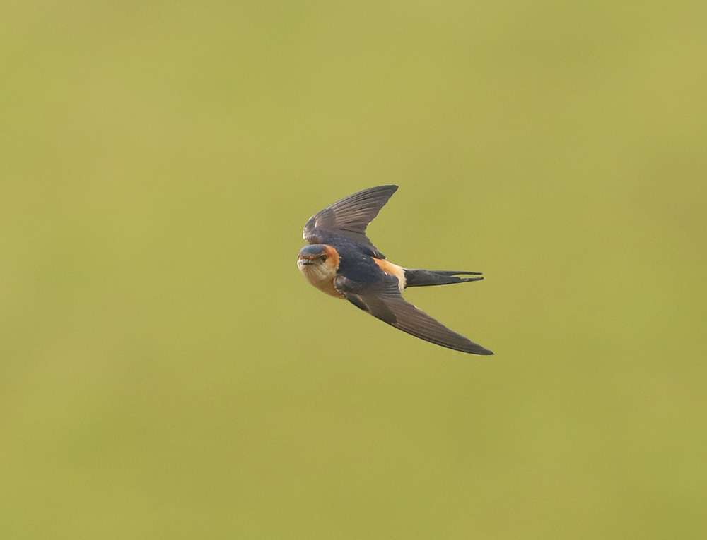 Red-rumped Swallow by Paul Albrechtsen at Mansands