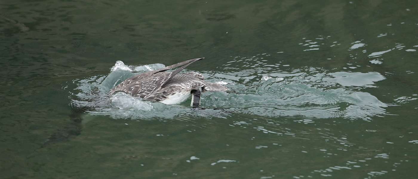 Red-throated Diver by Steve Hopper at Paignton Harbour