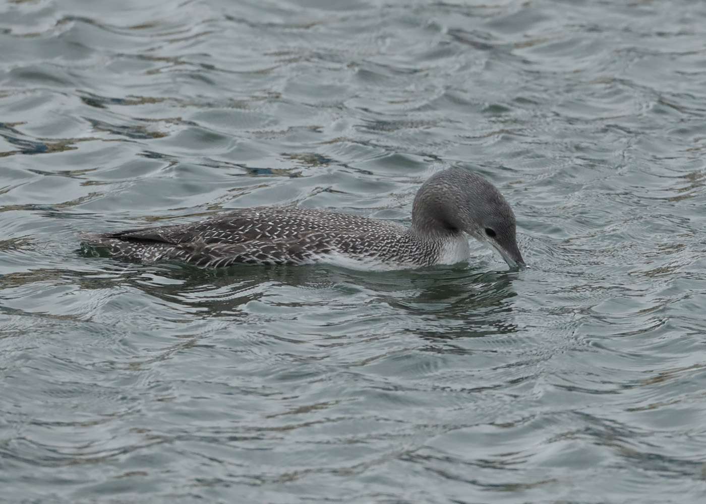 Red-throated Diver by Steve Hopper at Paignton Harbour
