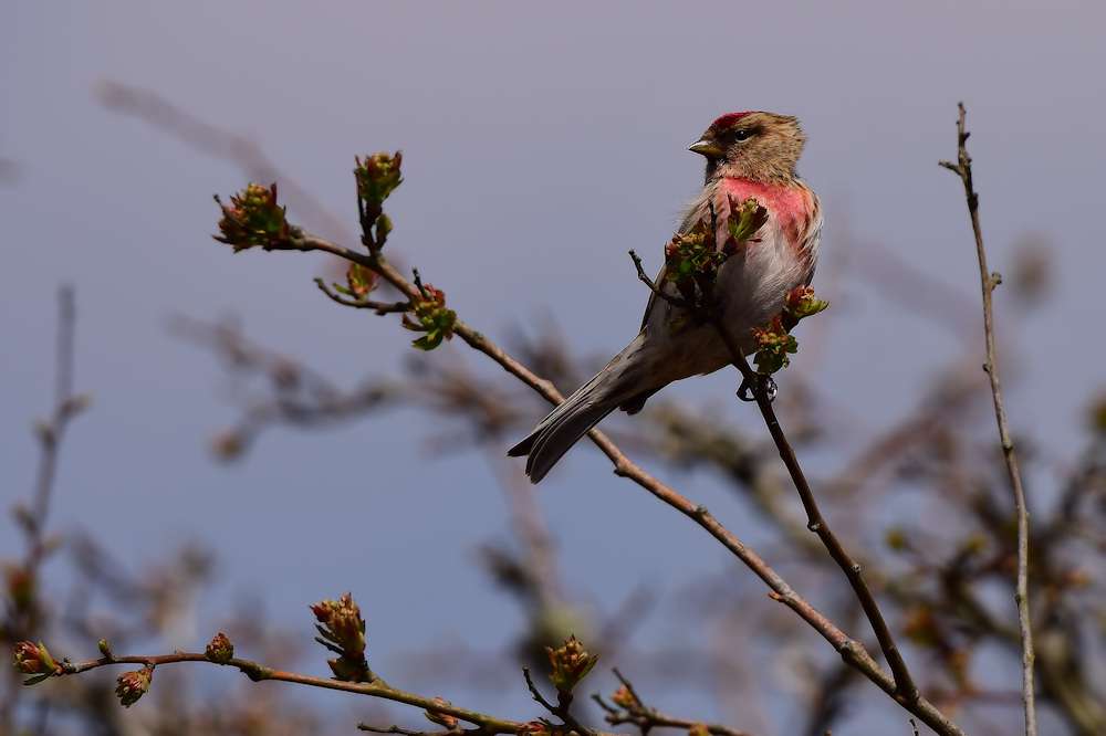 Redpoll by Greg Bradbury at Roborough Down