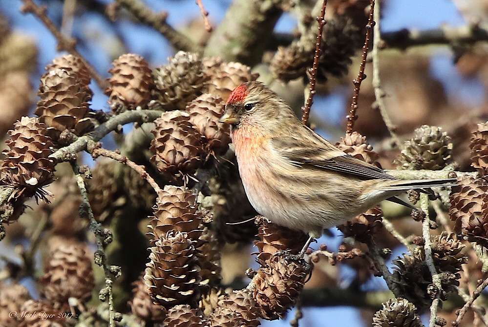 Redpoll by Mark Dyer at Haldon Forest