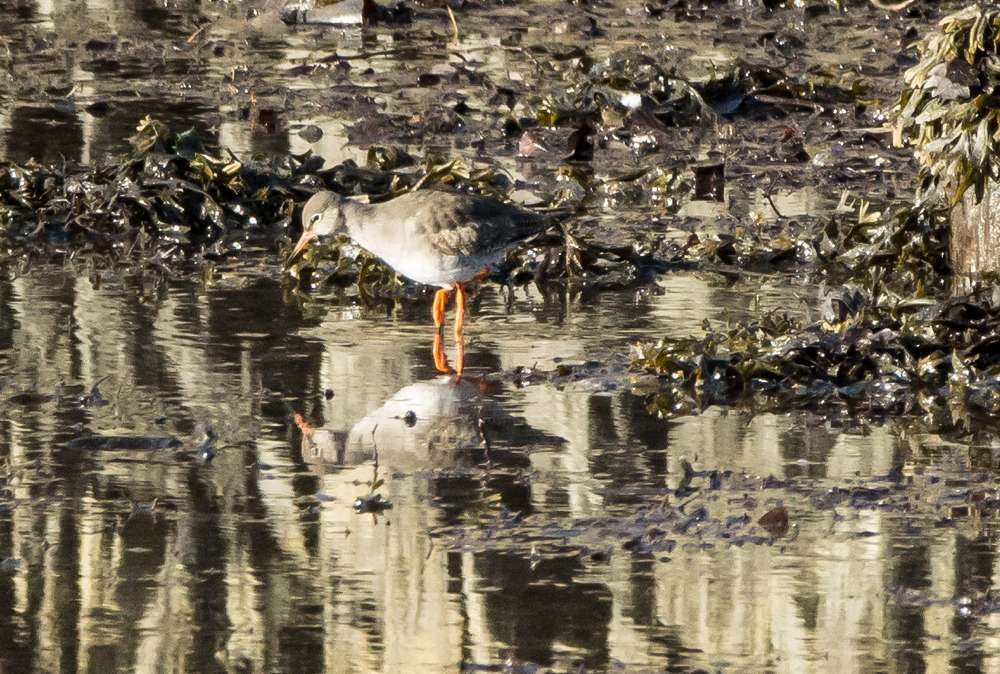 Redshank by Dave Easter at River Plym