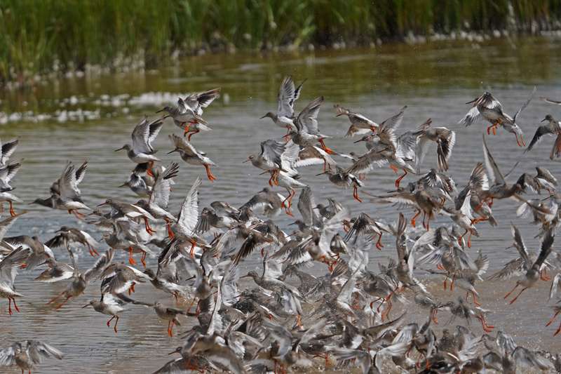 Redshank by Keith Mcginn at Bowling Green marsh