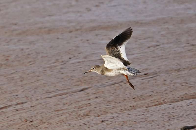 Redshank by Mr Keith McGinn at River Exe