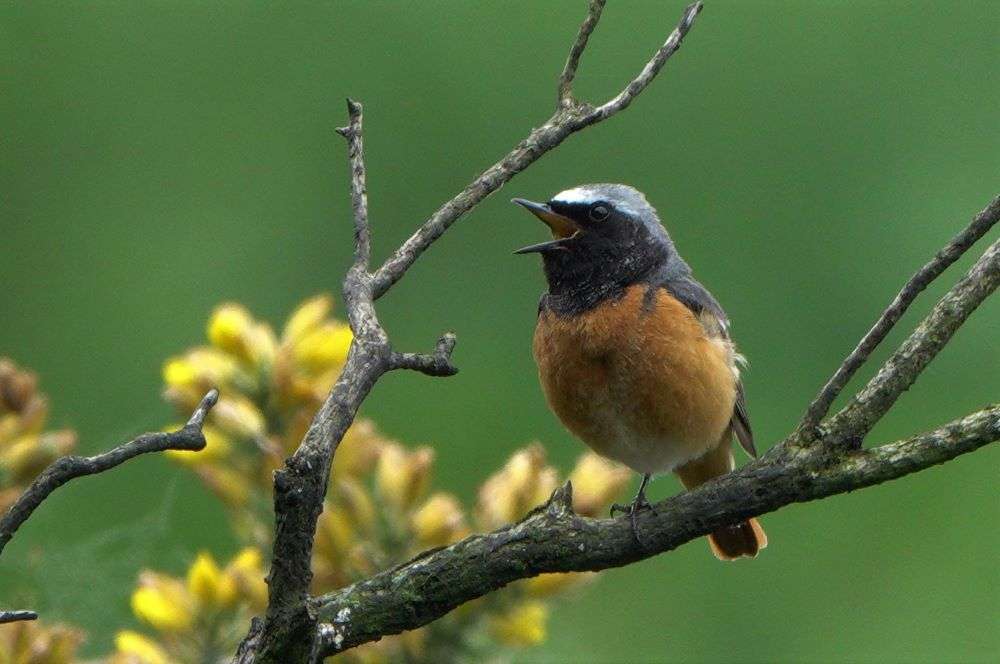 Redstart by John Reeves at Challacombe Down