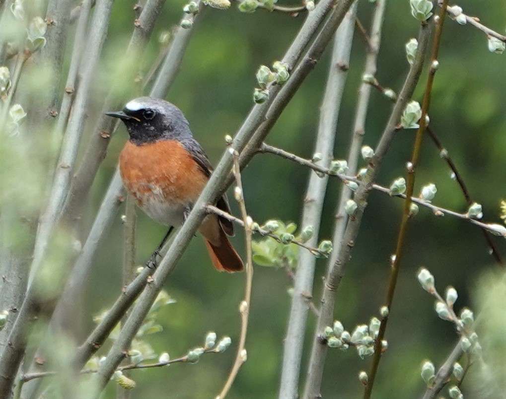 Redstart by Paul Howrihane at Cookworthy Forest