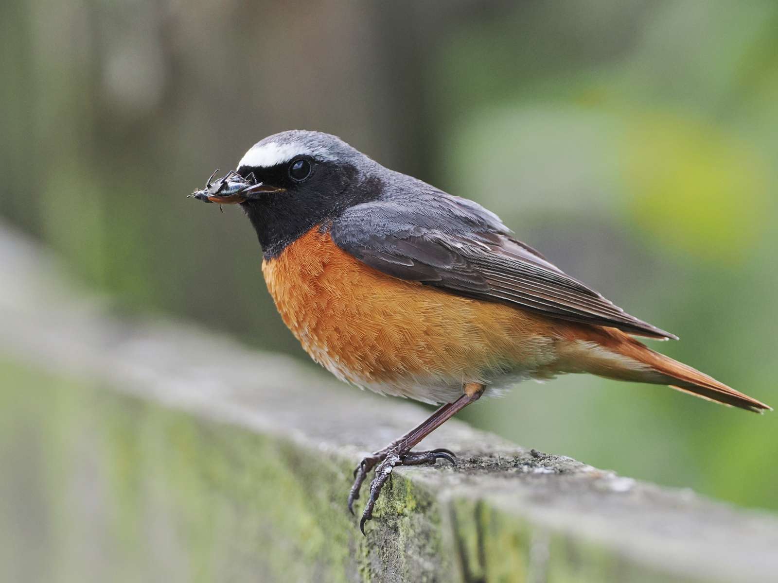 Redstart by Tom Wallis at Challacombe