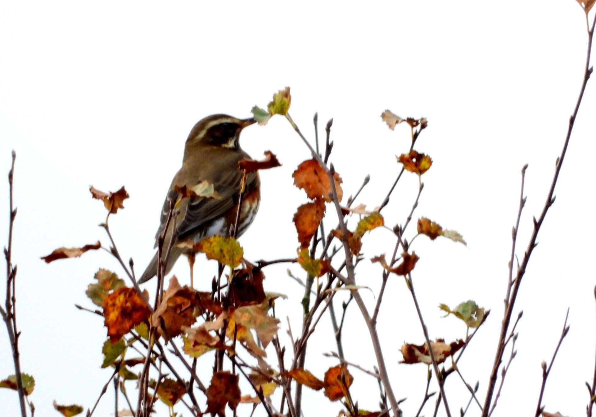 Redwing by Kenneth Bradley at Ideford Common