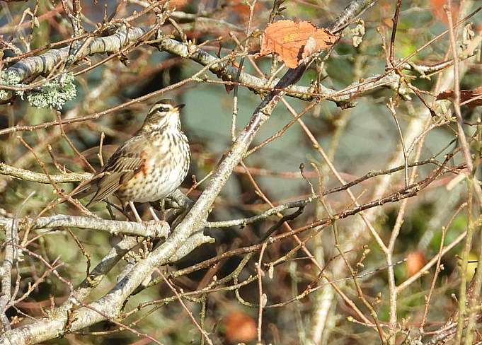Redwing by Kenneth Bradley at Parke NT