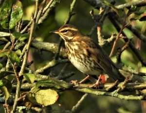 Redwing at Parke NT by Kenneth Bradley on November 4 2022