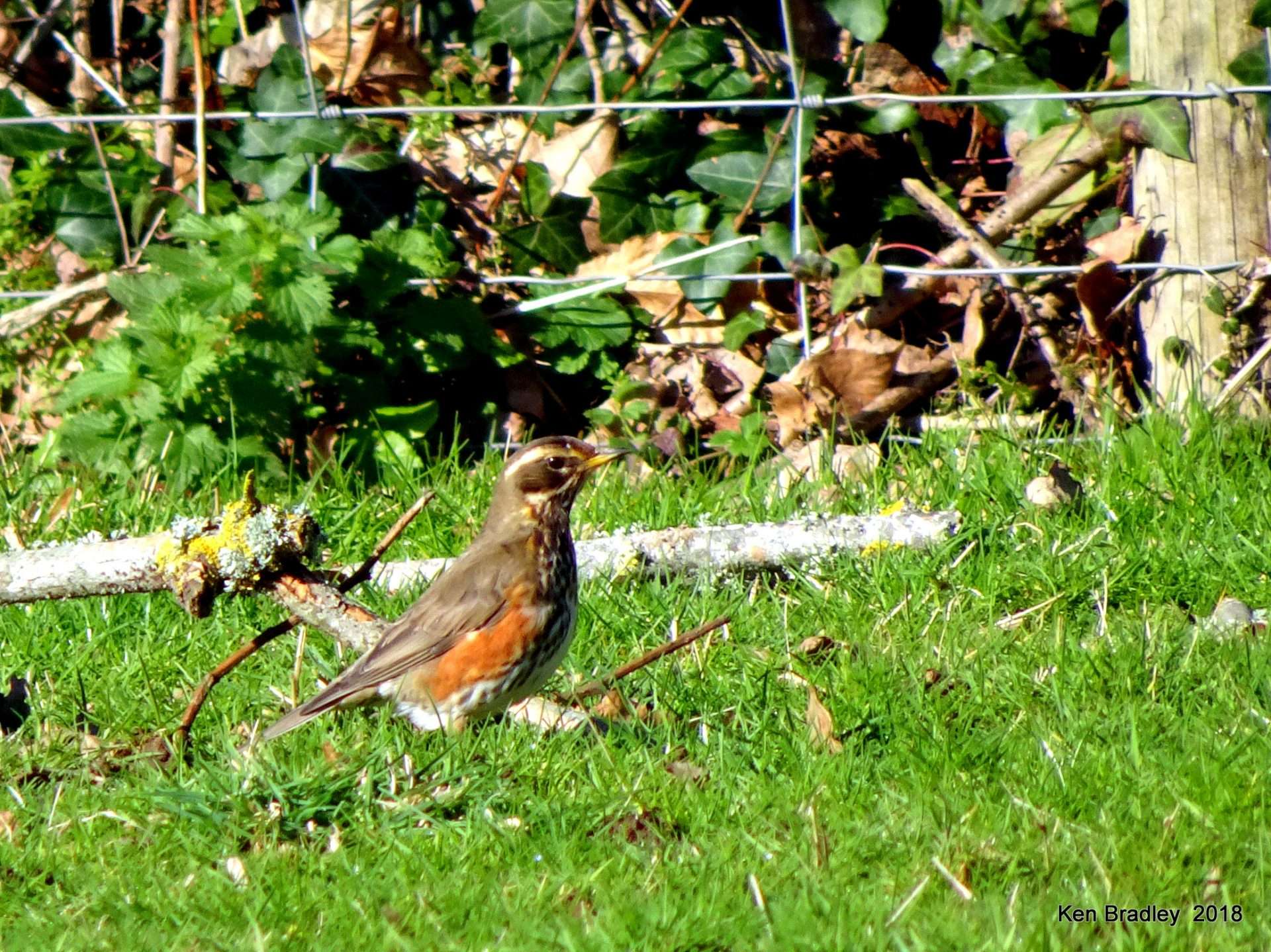 Redwing by Kenneth Bradley at Parke National Trust