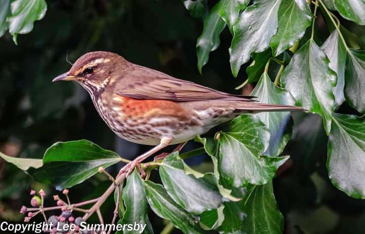 Redwing by Lee Summersby at Topsham