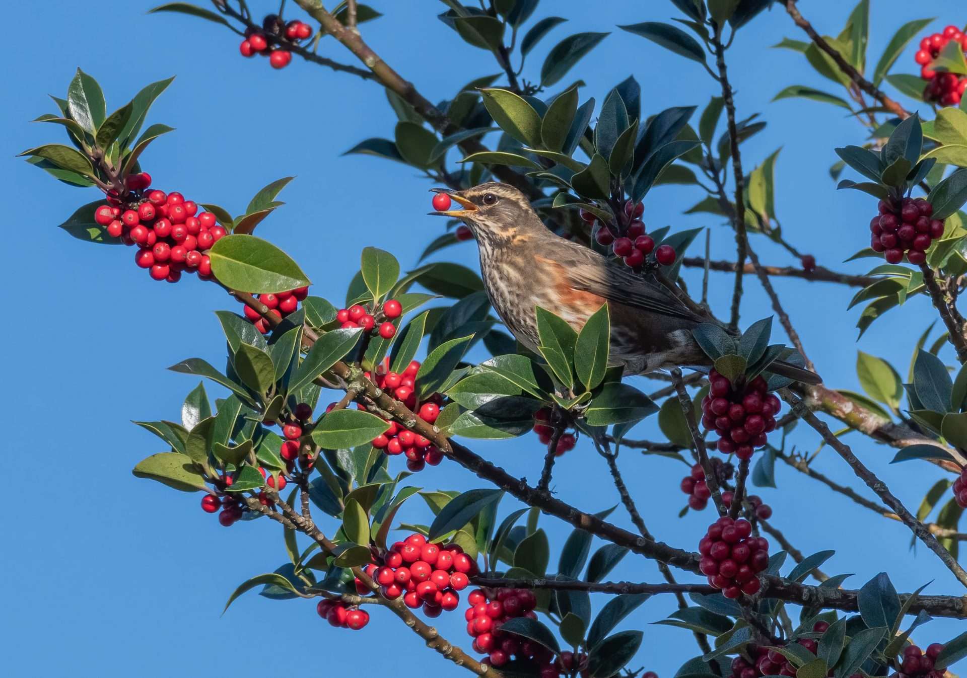 Redwing by Mark Sturman at Cadover
