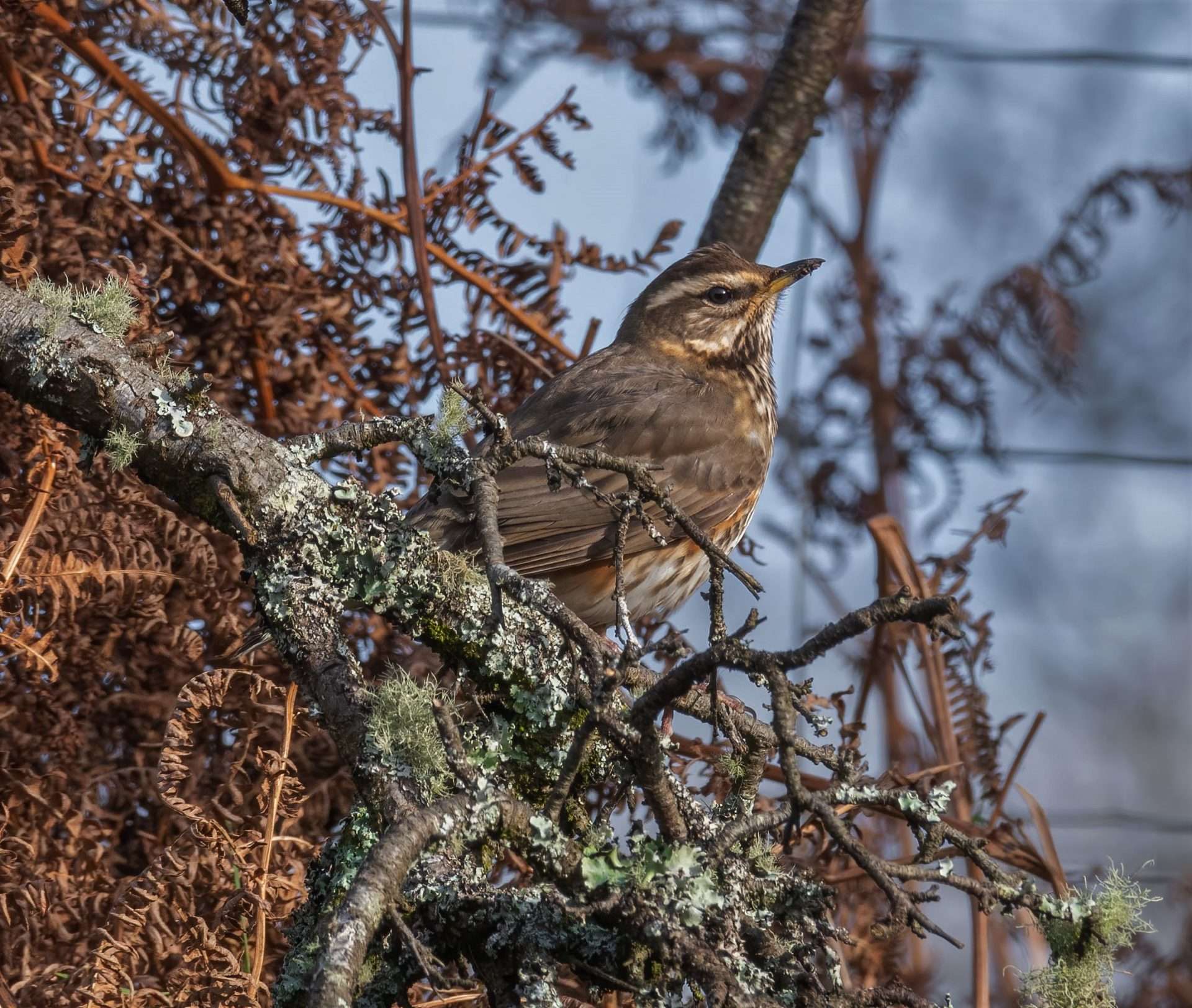 Redwing by Mark Sturman at Cadover