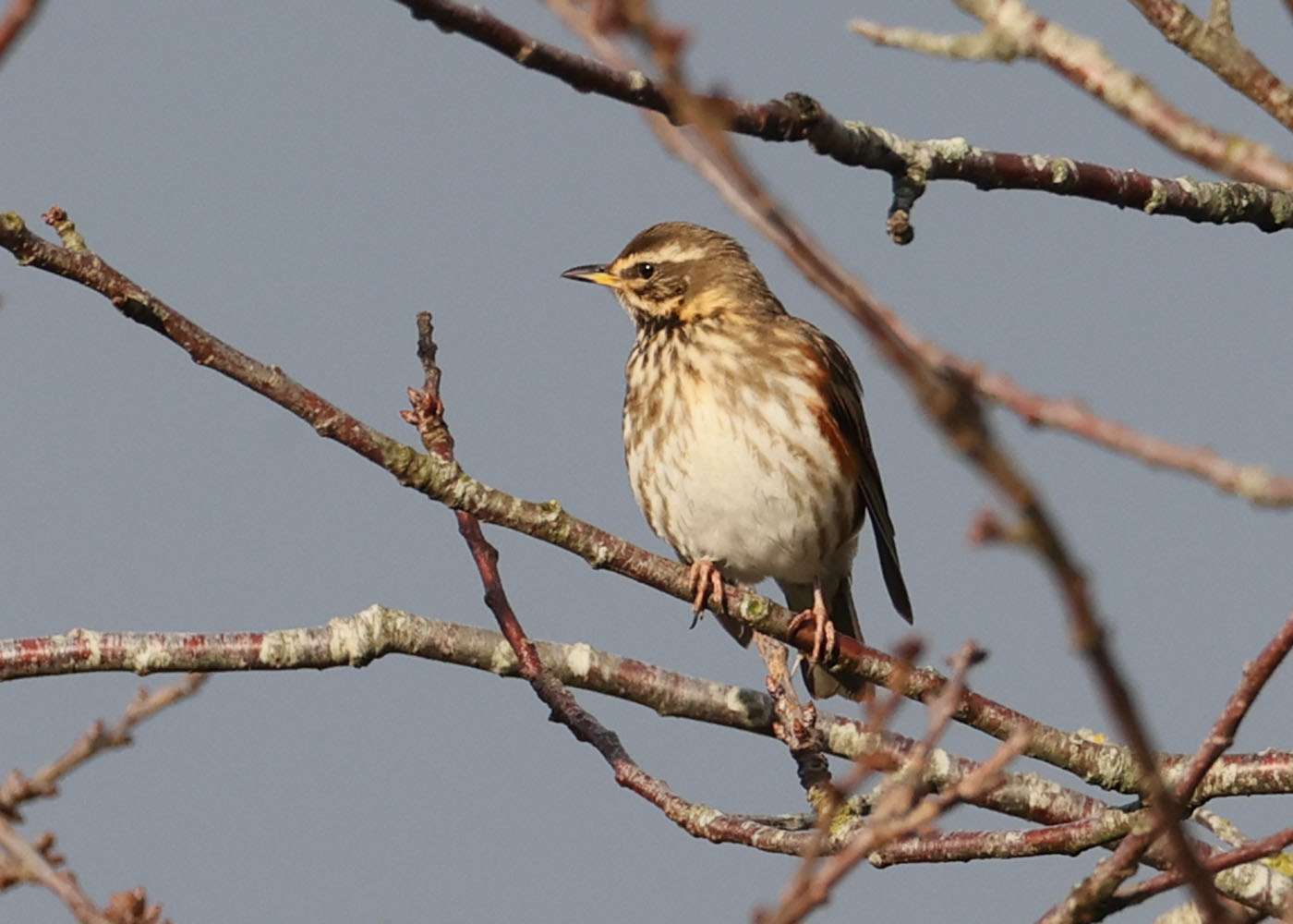 Redwing by Steve Hopper at Ford Park