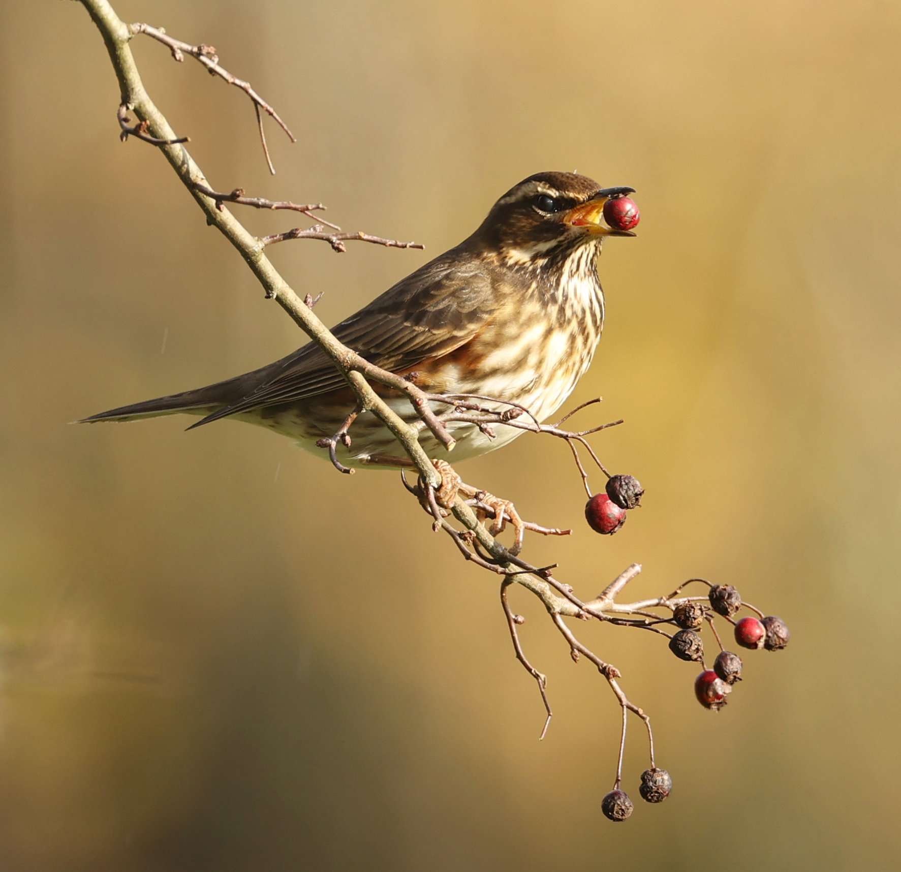 Redwing by Steve Hopper at South Brent