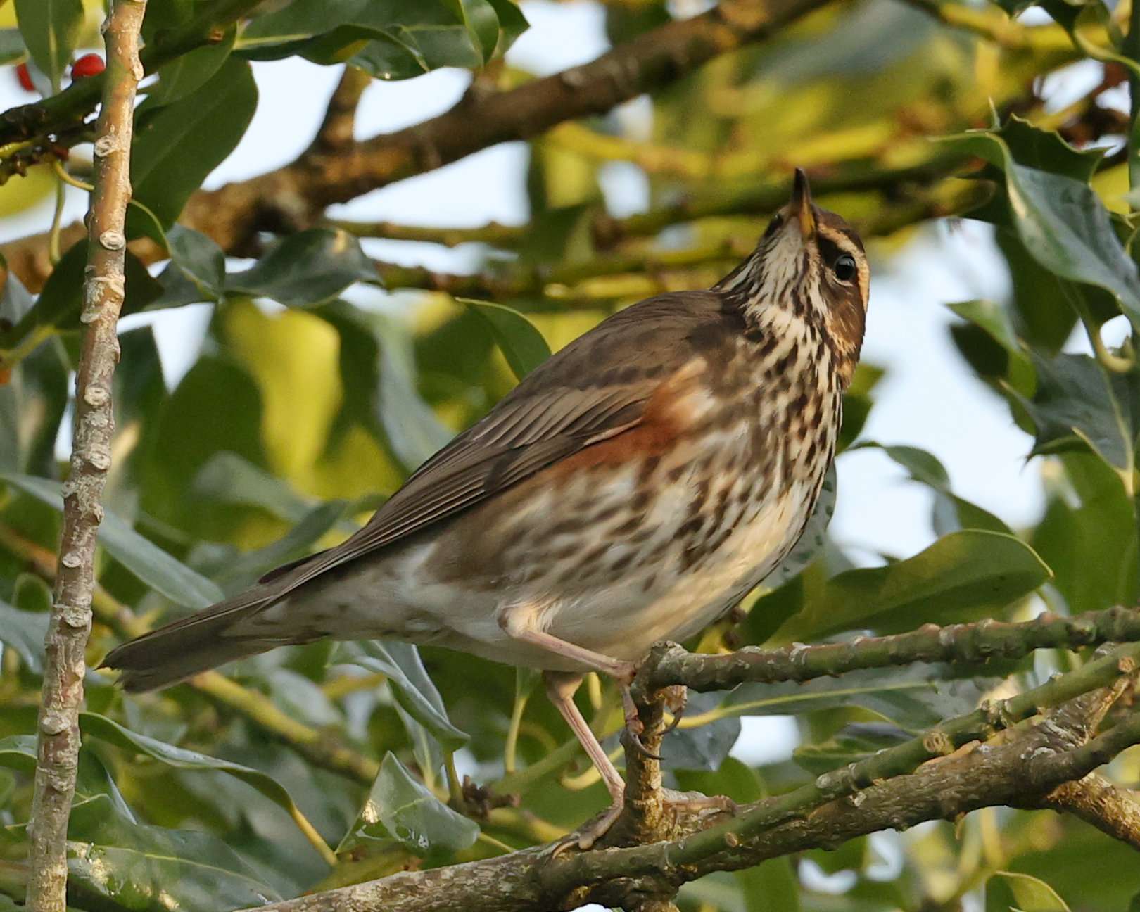 Redwing by Steve Hopper at South Brent