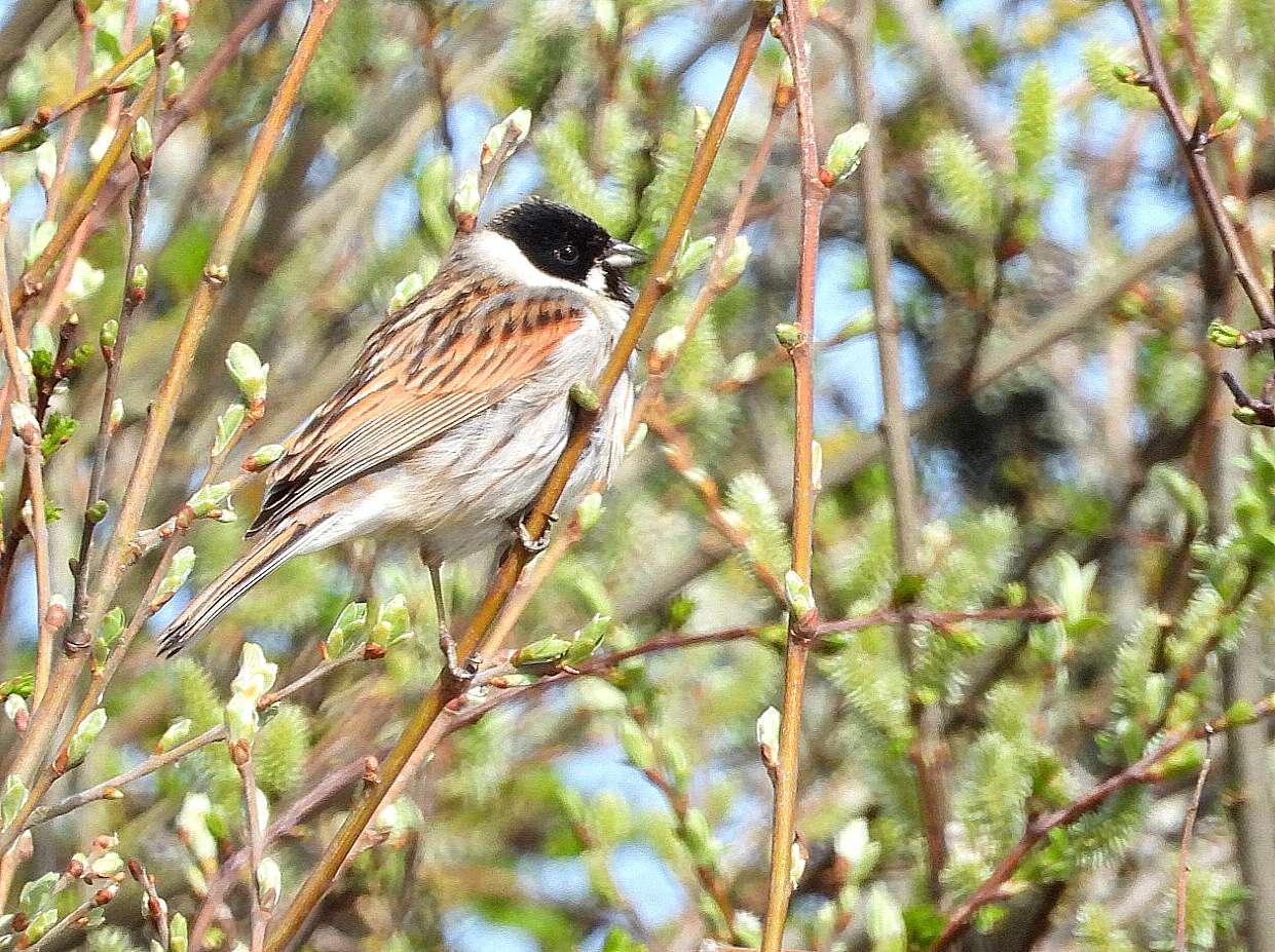 Reed Bunting by Kenneth Bradley at Exminster marshes RSPB