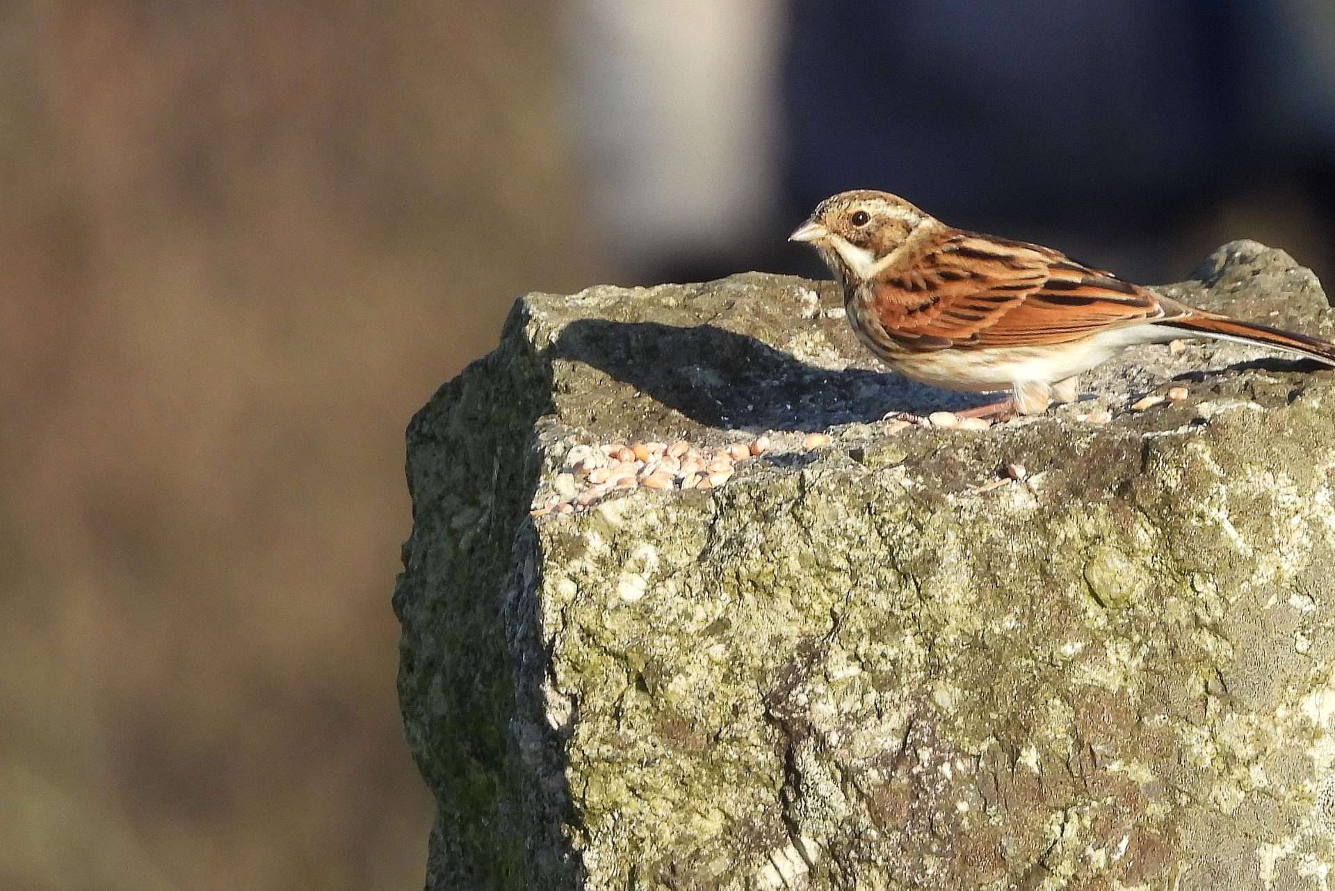 Reed Bunting by Kenneth Bradley at Roadford Lake